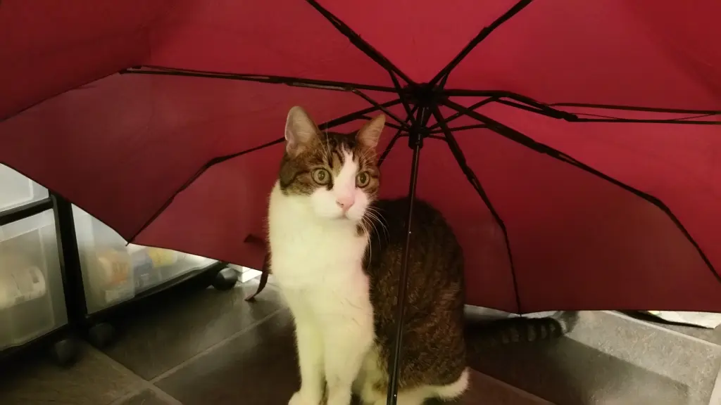 Condolence image of Tanja mit Timmy im Herzen