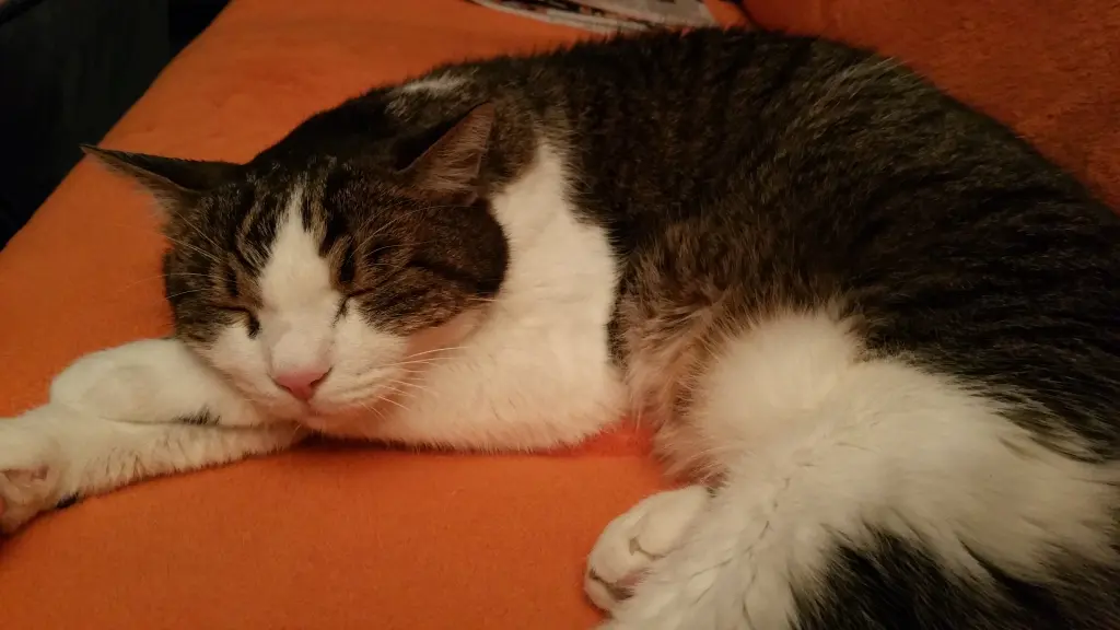Condolence image of Tanja mit Timmy im Herzen 