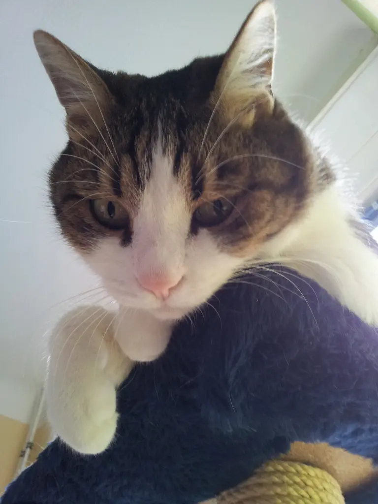 Condolence image of Tanja mit Timmy im Herzen
