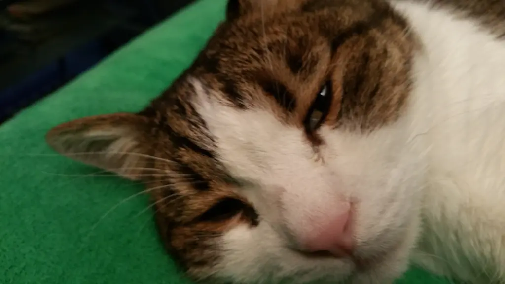 Condolence image of Tanja mit Timmy im Herzen