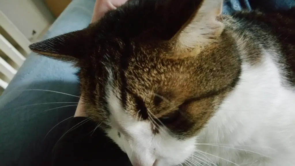 Condolence image of Tanja mit Timmy im Herzen