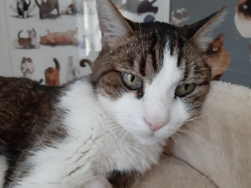 Condolence image of Tanja mit Timmy im Herzen
