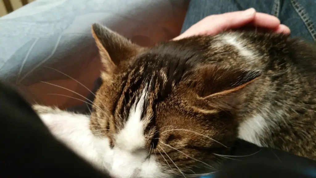 Condolence image of Tanja mit Timmy im Herzen