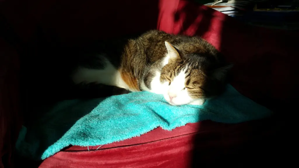 Condolence image of Tanja mit Timmy im Herzen