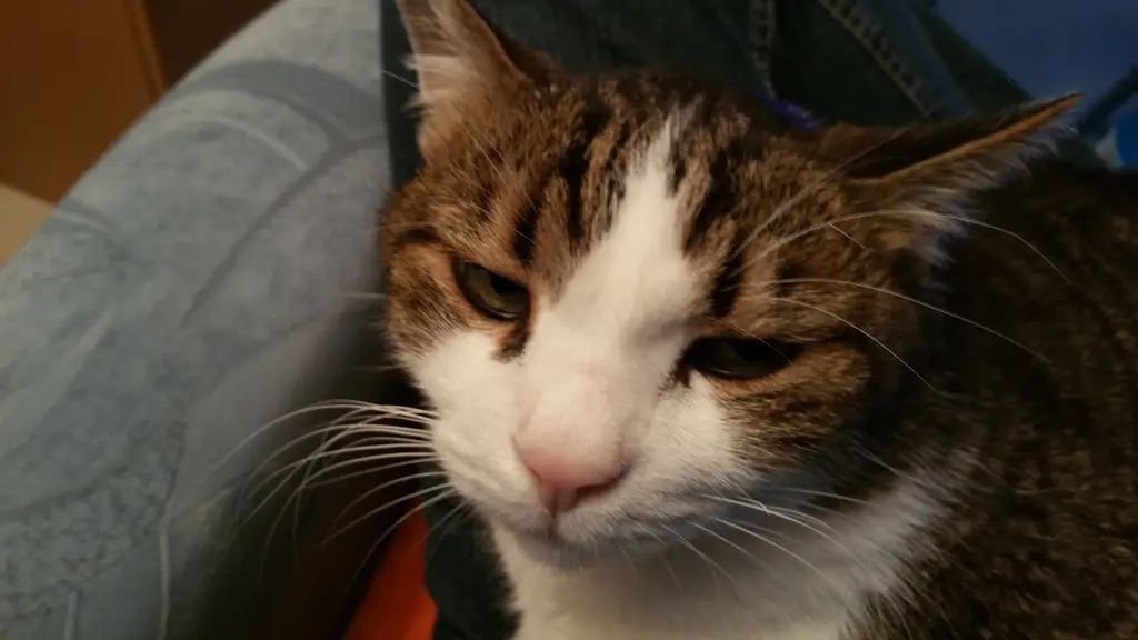 Condolence image of Tanja mit Timmy im Herzen