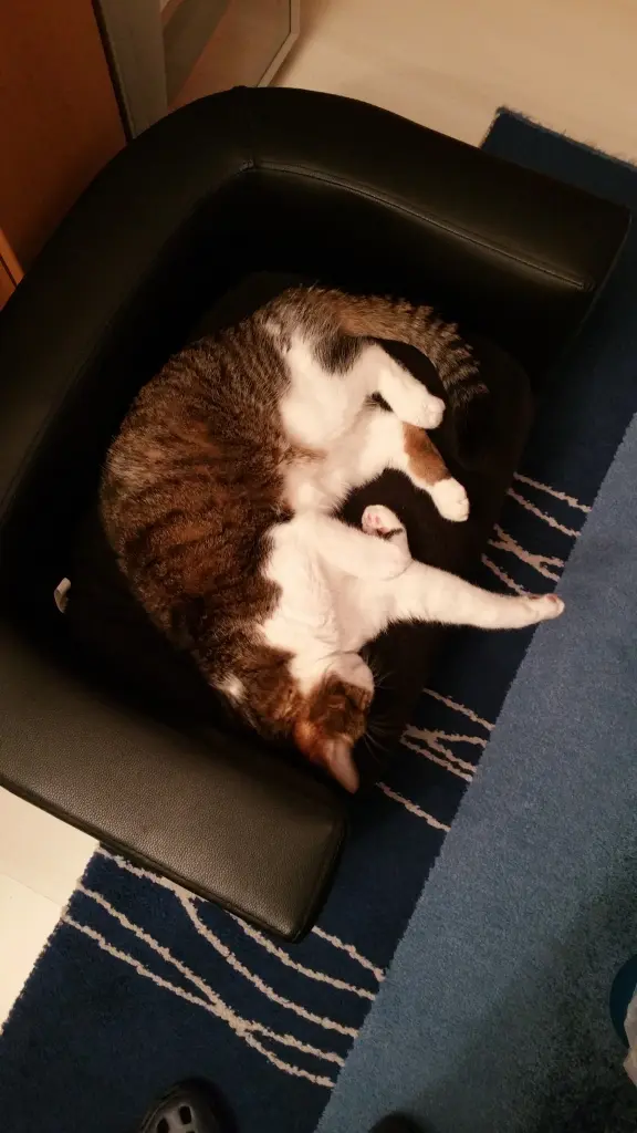 Condolence image of Tanja mit Timmy im Herzen