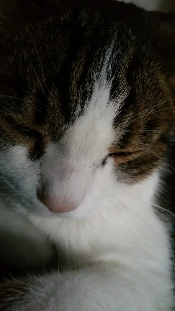 Condolence image of Tanja mit Timmy im Herzen 
