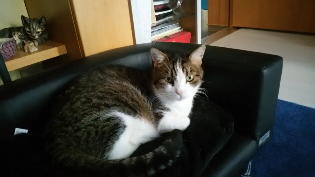 Condolence image of Tanja mit Timmy im Herzen