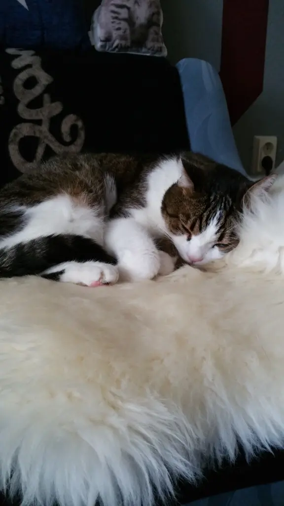 Condolence image of Tanja mit Timmy im Herzen