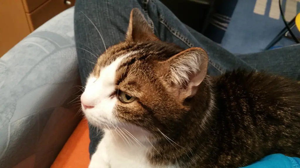 Condolence image of Tanja mit Timmy im Herzen