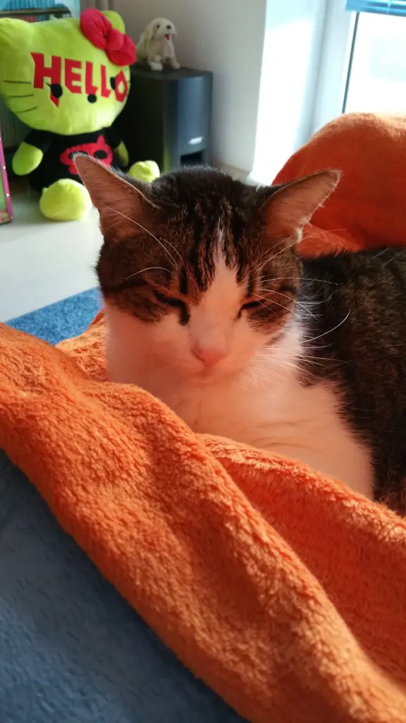 Condolence image of Tanja mit Timmy im Herzen