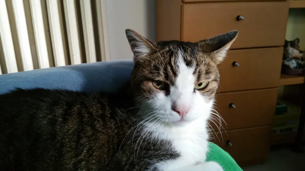 Condolence image of Tanja mit Timmy im Herzen