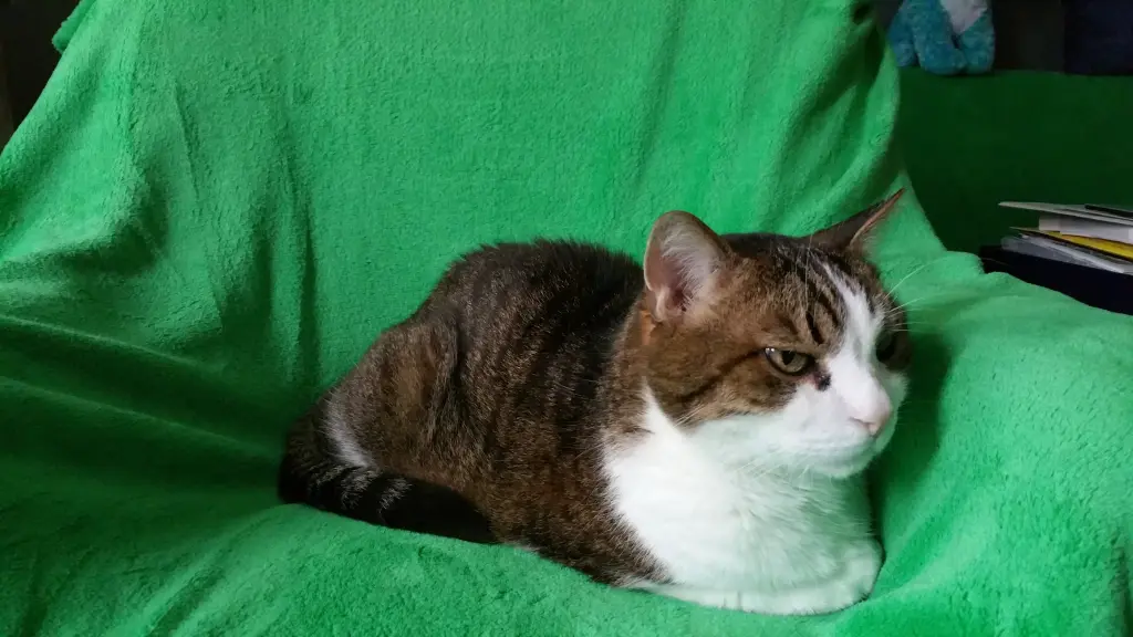 Condolence image of Tanja mit Timmy im Herzen
