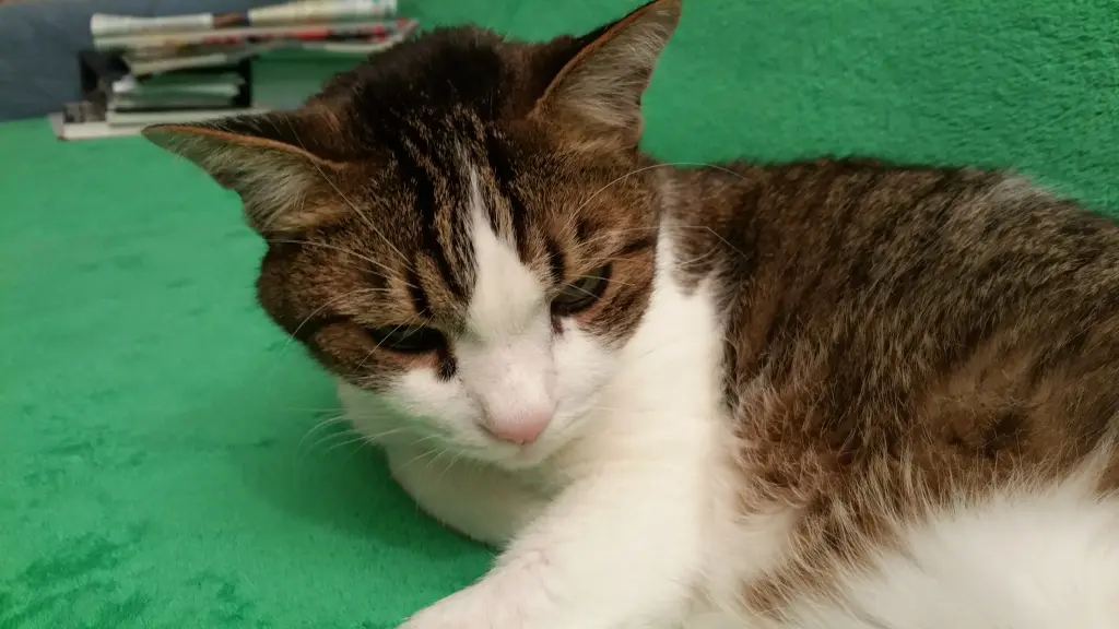 Condolence image of Tanja mit Timmy im Herzen