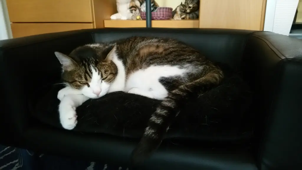 Condolence image of Tanja mit Timmy im Herzen