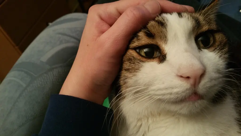 Condolence image of Tanja mit Timmy im Herzen