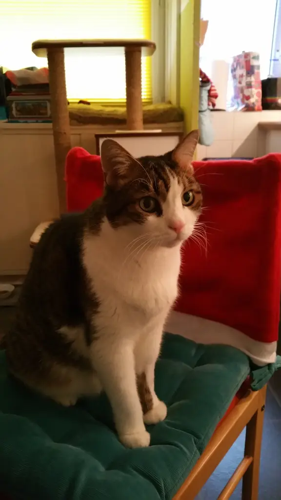Condolence image of Tanja mit Timmy im Herzen