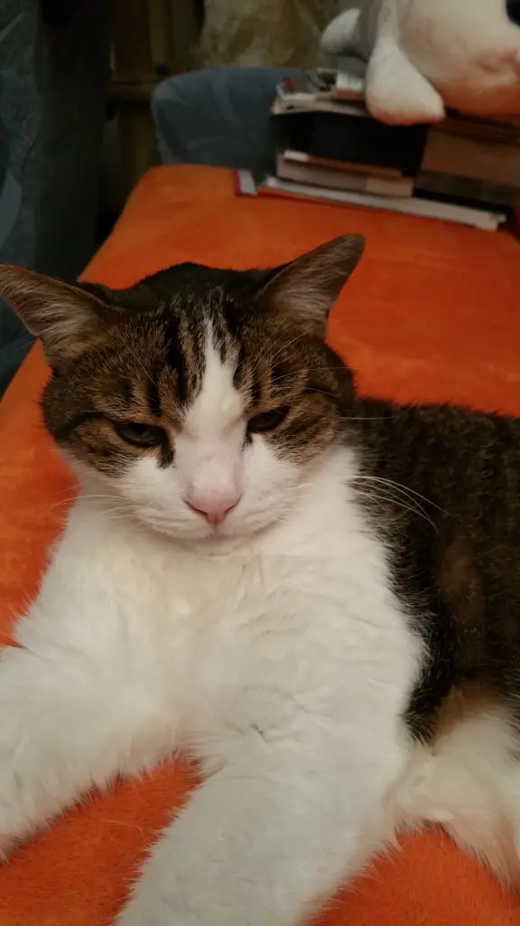 Condolence image of Tanja mit Timmy im Herzen