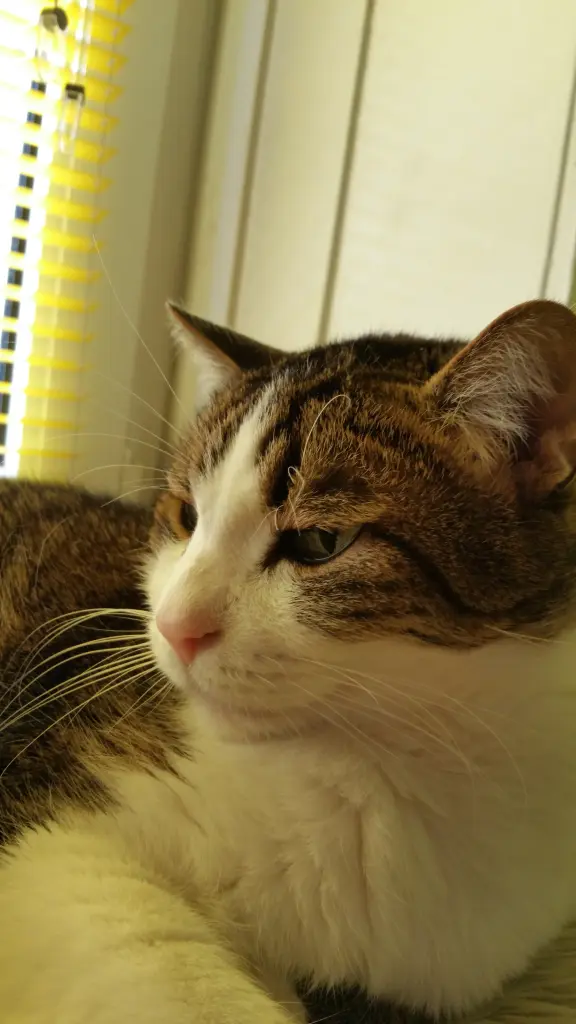 Condolence image of Tanja mit Timmy im Herzen
