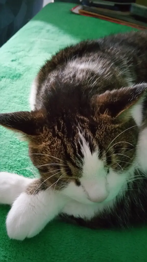 Condolence image of Tanja mit Timmy im Herzen