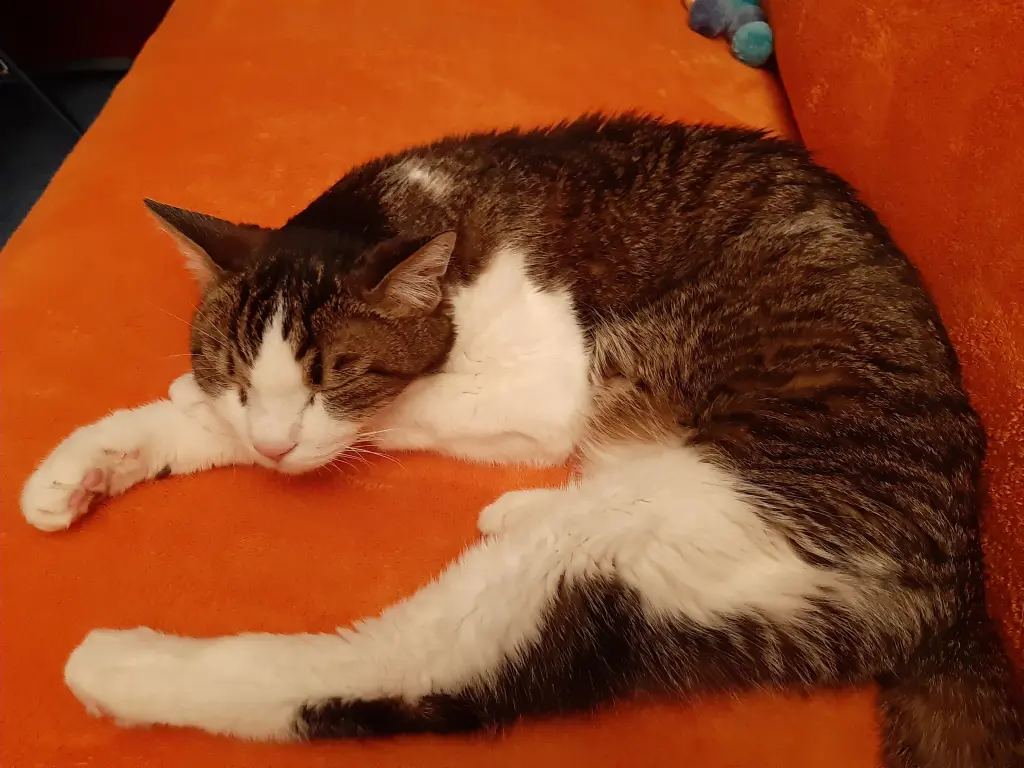 Condolence image of Tanja mit Timmy im Herzen