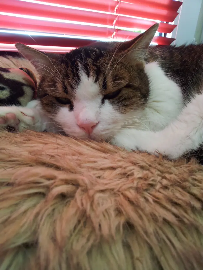 Condolence image of Tanja mit Timmy im Herzen