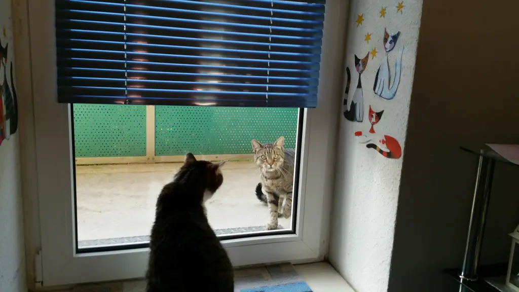 Condolence image of Tanja mit Timmy im Herzen