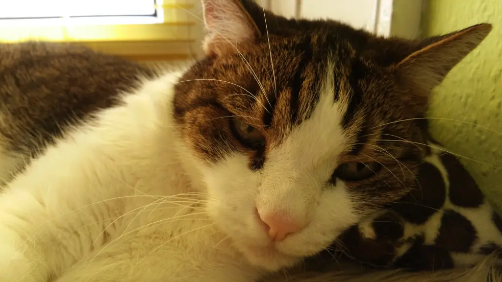Condolence image of Tanja mit Timmy im Herzen