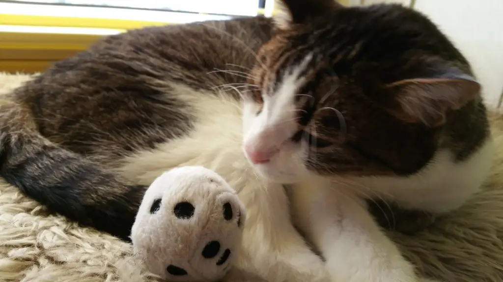 Condolence image of Tanja mit Timmy im Herzen
