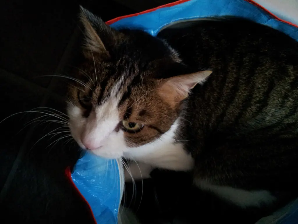 Condolence image of Tanja mit Timmy im Herzen