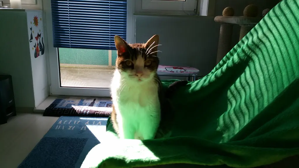 Condolence image of Tanja mit Timmy im Herzen