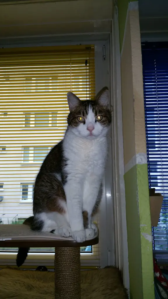 Condolence image of Tanja mit Timmy im Herzen