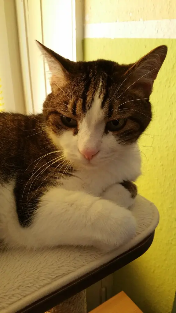 Condolence image of Tanja mit Timmy im Herzen