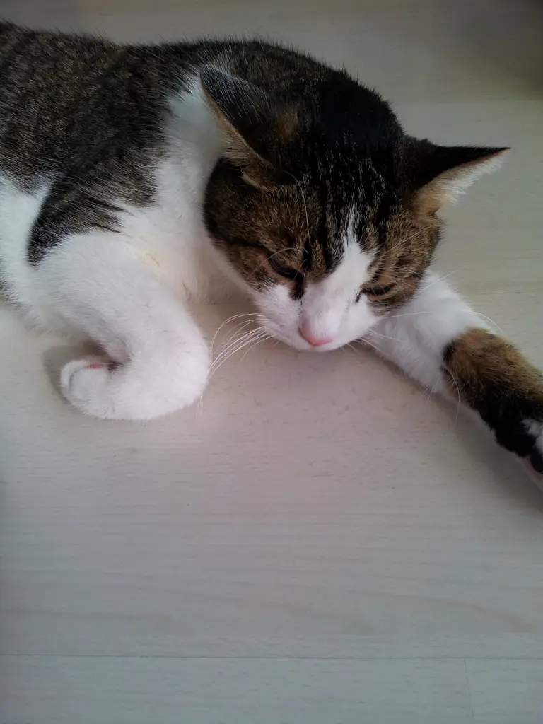 Condolence image of Tanja mit Timmy im Herzen