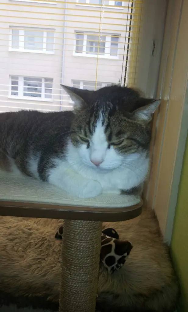 Condolence image of Tanja mit Timmy im Herzen