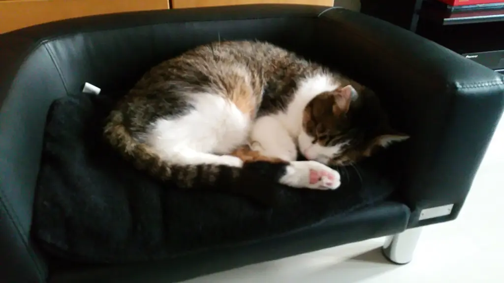 Condolence image of Tanja mit Timmy im Herzen