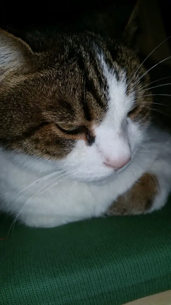 Condolence image of Tanja mit Timmy im Herzen