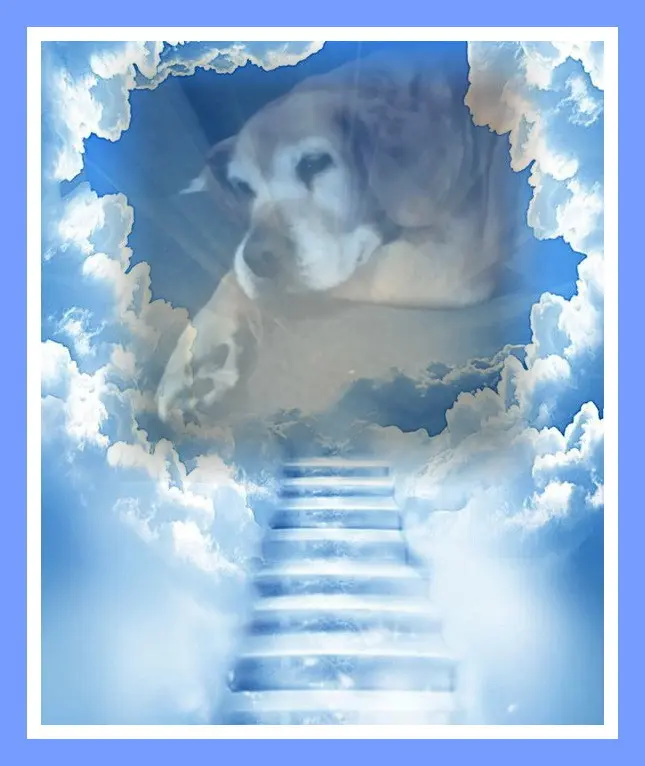 Condolence image of Sabine mit Kaspar tief im Herzen