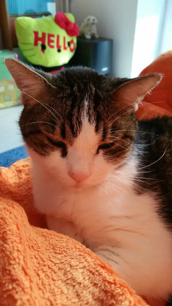 Condolence image of Tanja mit Timmy im Herzen