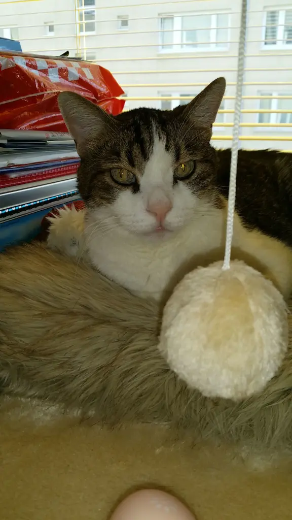 Condolence image of Tanja mit Timmy im Herzen