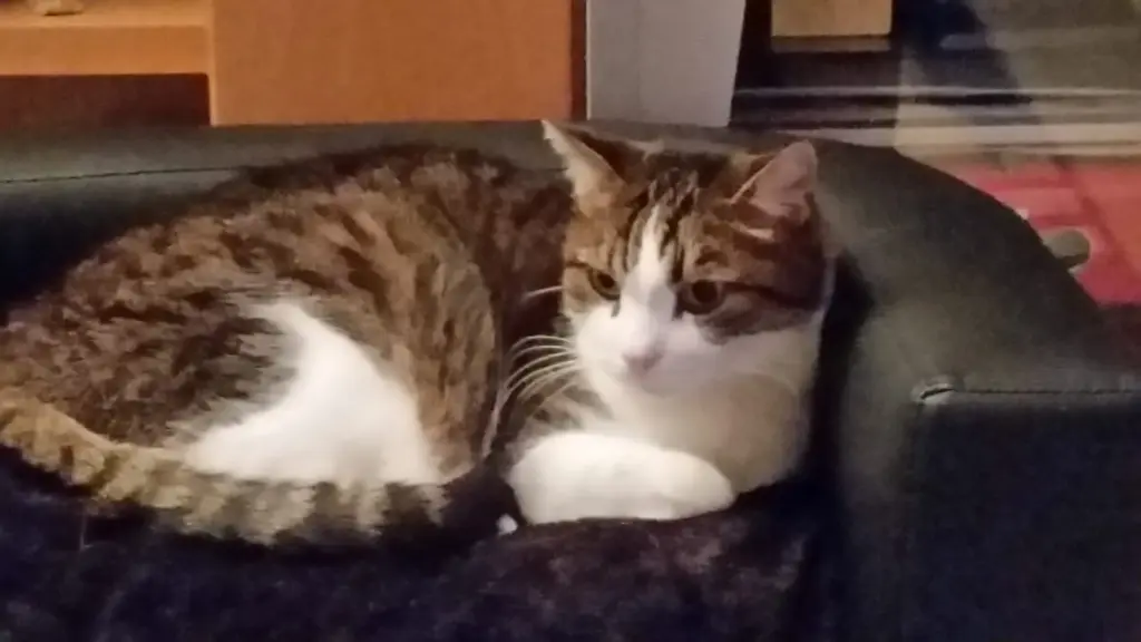 Condolence image of Tanja mit Timmy im Herzen