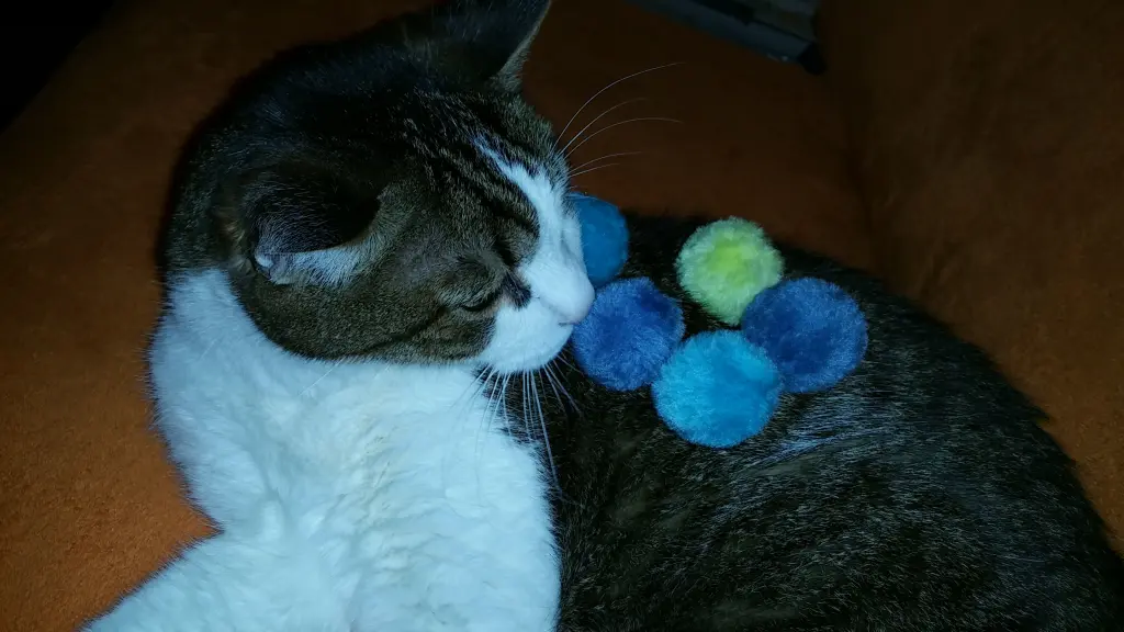 Condolence image of Tanja mit Timmy im Herzen