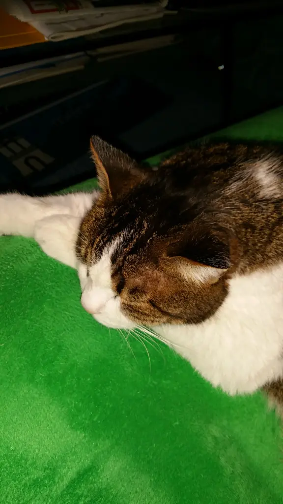 Condolence image of Tanja mit Timmy im Herzen