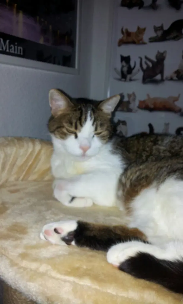 Condolence image of Tanja mit Timmy im Herzen