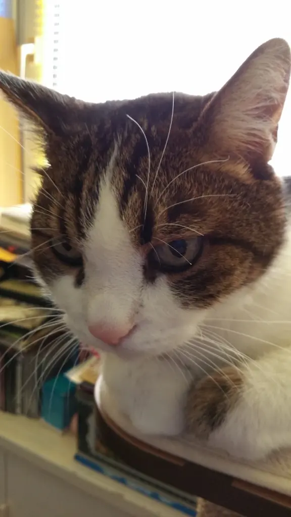 Condolence image of Tanja mit Timmy im Herzen