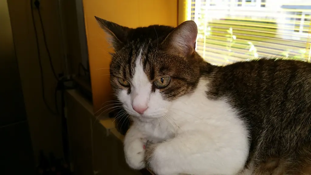 Condolence image of Tanja mit Timmy im Herzen