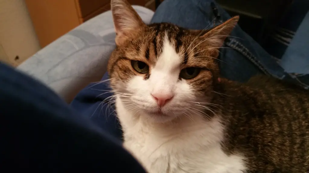 Condolence image of Tanja mit Timmy im Herzen