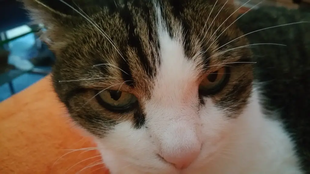 Condolence image of Tanja mit Timmy im Herzen