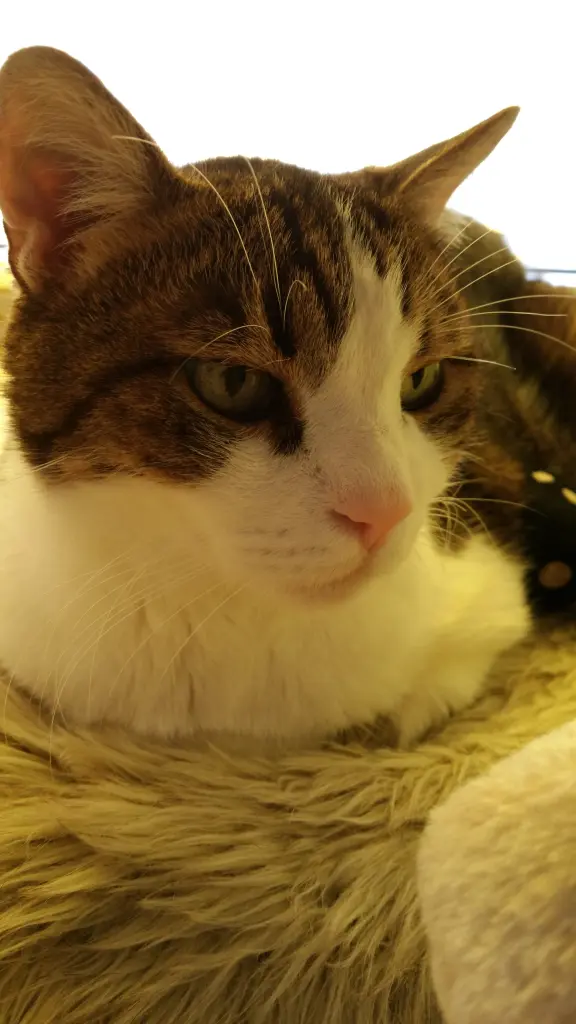 Condolence image of Tanja mit Timmy im Herzen