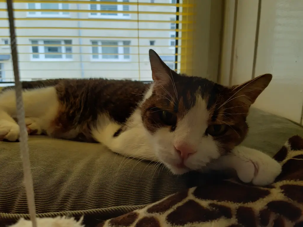 Condolence image of Tanja mit Timmy im Herzen